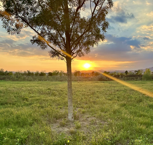 A tree stands in the foreground against a colorful sunset, casting rays of light across a grassy field. The sky features hues of orange, yellow, and blue, with scattered clouds.