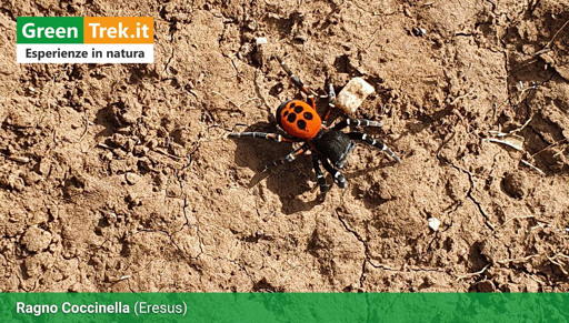 Il "ragno coccinella" con la sua livrea arancione a puntini neri mentre cammina sul terreno