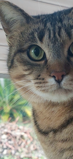 Ipa fa cucù da dietro il vetro; in una giornata d'inverno.