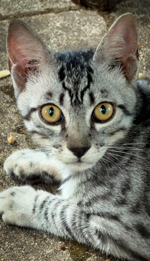 Gattino dai occhi gialli e pelliccia grigia con striature nere, sdraiato su terra.