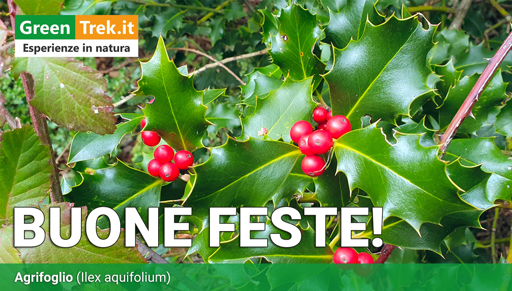 Bacche e foglie di Agrifoglio