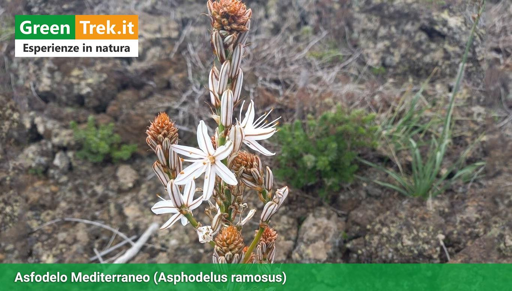 Un Asfodelo col suo fiore bianco a stami gialli, in mezzo alle rocce 