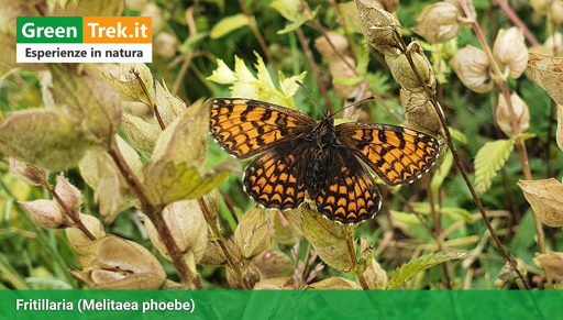 La farfalla FRITILLARIA (Melitaea Phoebe), nella sua livrea arancione e nera
