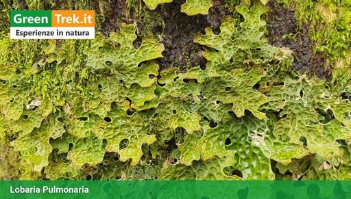 Il lichene foglioso Lobaria Pulmonaria di colore verde intenso, fotografato sui Monti Lepini