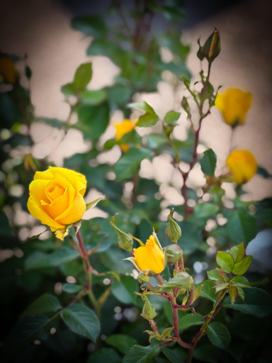 Rose gialle