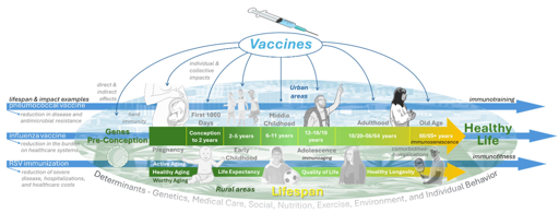 Life-course vaccination and its contributions to healthy aging, disease prevention, and longevity. This figure illustrates the cumulative biological, clinical, and societal pathways through which vaccination across infancy, adolescence, adulthood, and older age reduces disease burden, preserves functional capacity, and extends healthspan.