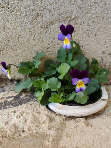 viole del pensiero spontanee in cortile