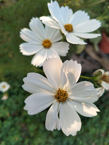 Cosmos fiori bianchi