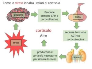 CORTISOLO ENDOGENO