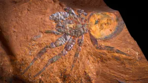 Fossili conservati in sedimenti ricchi di ferro