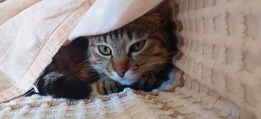 Ipa, la micia bisbetica, al sicuro sotto le coperte 😅