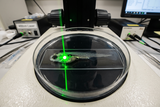 Un fisico cinese ha puntato un laser sulle ossa dell'orecchio di un pesce zebra e le ha fatte oscillare come se stesse arrivando un suono. Il battito cardiaco è cambiato. Su animali con aritmie indotte da farmaci, 6 su 7 hanno recuperato un ritmo normale tramite optogenetica. Il ricercatore lo chiama "proof-of-concept molto preliminare". Già.