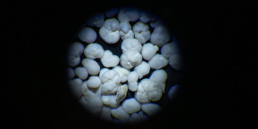 Foraminiferi al microscopio.
