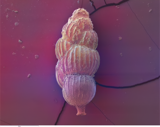 Immagine al microscopio elettronico a scansione del foraminifero bentonico Uvigerina peregrina, una delle specie utilizzate in questo studio. L’esemplare è stato recuperato da sedimenti depositati circa 21.000 anni fa a una profondità d’acqua di circa 3 km al largo della costa della Carolina del Nord.