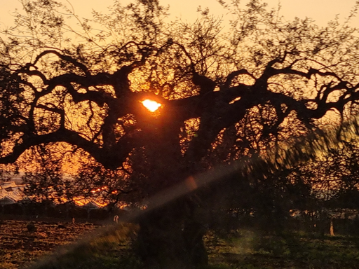 Un’immagine fotografica paesaggistica mostra un grande albero rugoso con rami ampi silhouettes contro un cielo azzurro arancione al tramonto. Il sole, un cerchio d’oro brillante, è parzialmente oscurato dai rami dell’albero, creando un flare fotografico che si estende nella parte inferiore dell’immagine. I rami dell’albero, con le loro lunghe e contorte braccia, contrastano vivacemente con i toni caldi del tramonto. Sotto, in lontananza, sono visibili ulteriori alberi e strutture indistinte. Il piano di fondo mostra una miscela di terreno erboso e forse coltivato.