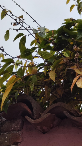 composizione spontanea con calicanto 
ph. 24 nov.2025