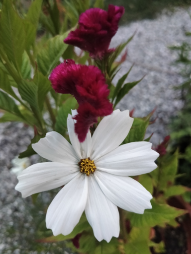 Fiore bianco di Cosmos e sopra infiorescenza di amaranto rosso a creata di gallo. Affascinante contrasto tra il bianco il rosso e lo sfondo verde delle foglie e grigio della ghiaia