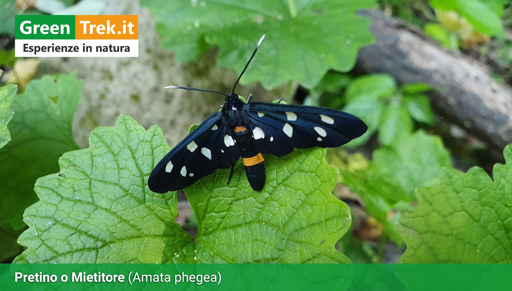 L'Amata Phegea con la sua colorazione nero/gialla a punteggiature bianche, posata su una foglia.