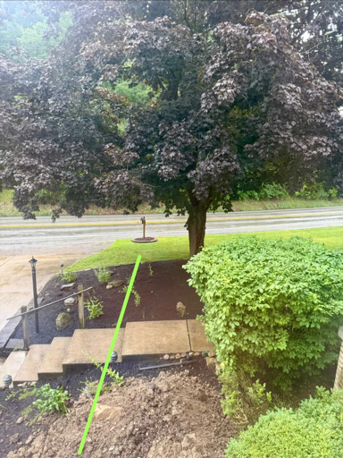 Photo of tree with a green line showing approximately where a wastewater line will be excavated