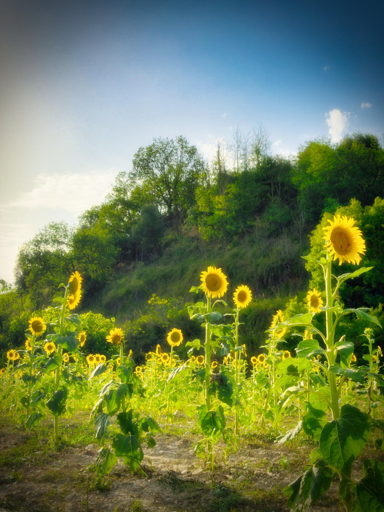 Campo di girasoli sotto un cielo sereno con alcune nuvole, colline verdi e alberi.