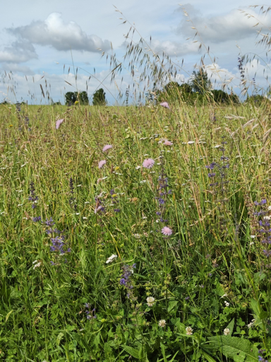 prato di fiori spontanei
