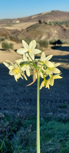 narciso a dicembre...