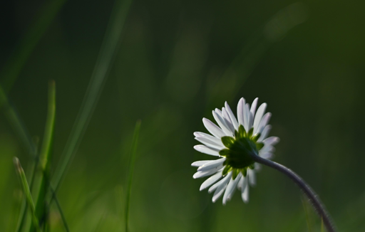 Una margheritina (Bellis perennis) rivolta verso il sole, ripresa da dietro sul finire del giorno.