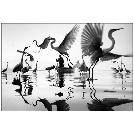 BW pic of herons surrounding a fisherman's boat.