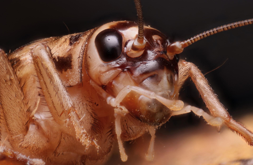 Manzi e colleghi hanno testato i grilli domestici Acheta domesticus, tra gli insetti più allevati al mondo, per verificare quella che è considerata una caratteristica comportamentale chiave del dolore: l’autoprotezione flessibile e diretta verso il punto lesionato.