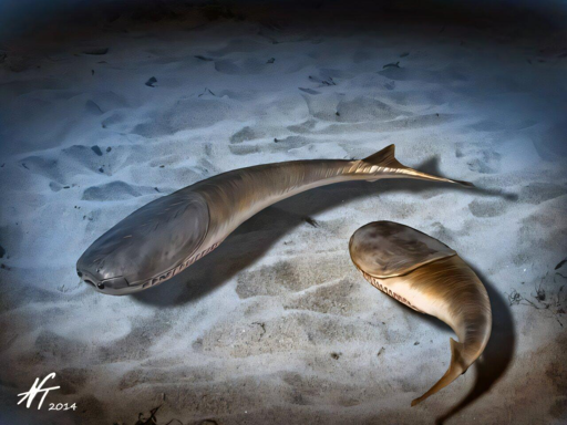 Una coppia di pesci Sacabambaspis, lunghi circa 35 cm, dotati di occhi distinti rivolti in avanti e di una testa corazzata. Non sono stati scoperti fossili di animali simili a Sacabambaspis successivi all’estinzione di massa del Tardo Ordoviciano.